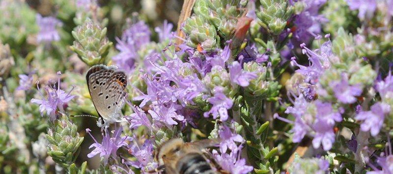 Grs-Juvel, Chilades trochylus. Sfakia, Kreta, Grkenland d. 16 juni 2013. Fotograf; John Vergo