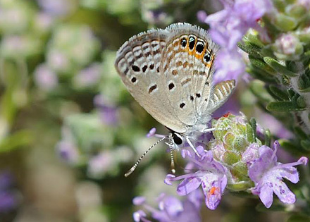 Grs-Juvel, Chilades trochylus. Sfakia, Kreta, Grkenland d. 16 juni 2013. Fotograf; John Vergo