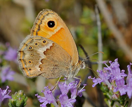 Kreta Okkergul Randje, Coenonympha thyrsis. Afrata, Kreta, Grkenland d. 15 Juni 2014. Fotograf; John Vergo