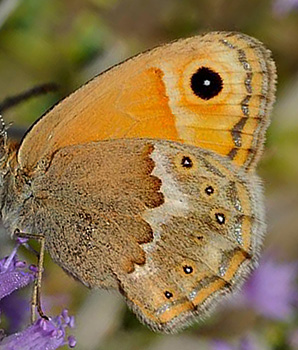 Kreta Okkergul Randje, Coenonympha thyrsis. Afrata, Kreta, Grkenland d. 15 Juni 2014. Fotograf; John Vergo