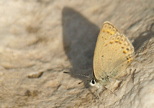 Kreta Blfugl, Kretania psylorita. Ideon Andron (1400-1500 m), Nida Plateau, Psiloritis, prov. Mylopotamos, Kreta, Grkenland.  d. 27 maj 2021. Fotograf; Emil Bjerregrd