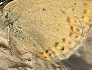 Kreta Blåfugl, Kretania psylorita. Ideon Andron (1400-1500 m), Nida Plateau, Psiloritis, prov. Mylopotamos, Kreta, Grækenland. d. 27 maj 2021. Fotograf; Emil Bjerregård