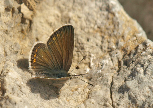 Kreta Blfugl, Kretania psylorita. Ideon Andron (1400-1500 m), Nida Plateau, Psiloritis, prov. Mylopotamos, Kreta, Grkenland.  d. 27 maj 2021. Fotograf; Emil Bjerregrd