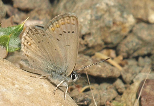 Kreta Blfugl, Kretania psylorita. Ideon Andron (1400-1500 m), Nida Plateau, Psiloritis, prov. Mylopotamos, Kreta, Grkenland.  d. 27 maj 2021. Fotograf; Emil Bjerregrd