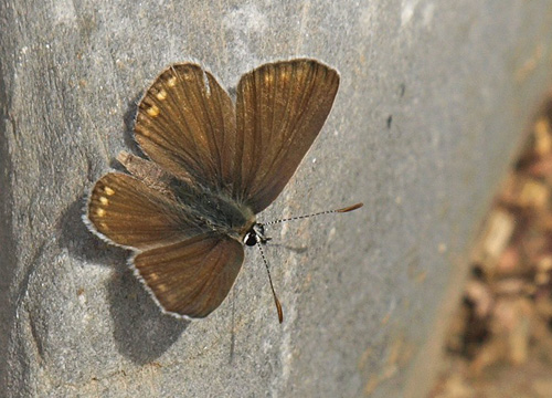 Kreta Blfugl, Kretania psylorita. Ideon Andron (1400-1500 m), Nida Plateau, Psiloritis, prov. Mylopotamos, Kreta, Grkenland.  d. 27 maj 2021. Fotograf; Emil Bjerregrd