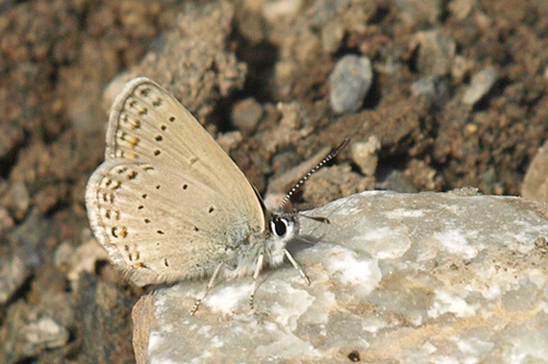 Kreta Blfugl, Kretania psylorita. Ideon Andron (1400-1500 m), Nida Plateau, Psiloritis, prov. Mylopotamos, Kreta, Grkenland.  d. 27 maj 2021. Fotograf; Emil Bjerregrd