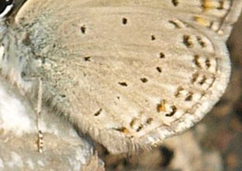 Kreta Blåfugl, Kretania psylorita. Ideon Andron (1400-1500 m), Nida Plateau, Psiloritis, prov. Mylopotamos, Kreta, Grækenland. d. 27 maj 2021. Fotograf; Emil Bjerregård