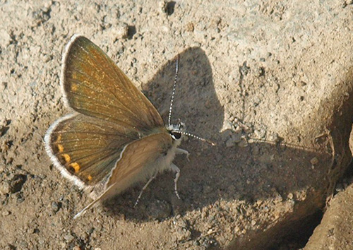 Kreta Blfugl, Kretania psylorita. Ideon Andron (1400-1500 m), Nida Plateau, Psiloritis, prov. Mylopotamos, Kreta, Grkenland.  d. 27 maj 2021. Fotograf; Emil Bjerregrd