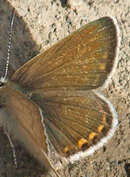 Kreta Blåfugl, Kretania psylorita. Ideon Andron (1400-1500 m), Nida Plateau, Psiloritis, prov. Mylopotamos, Kreta, Grækenland. d. 27 maj 2021. Fotograf; Emil Bjerregård