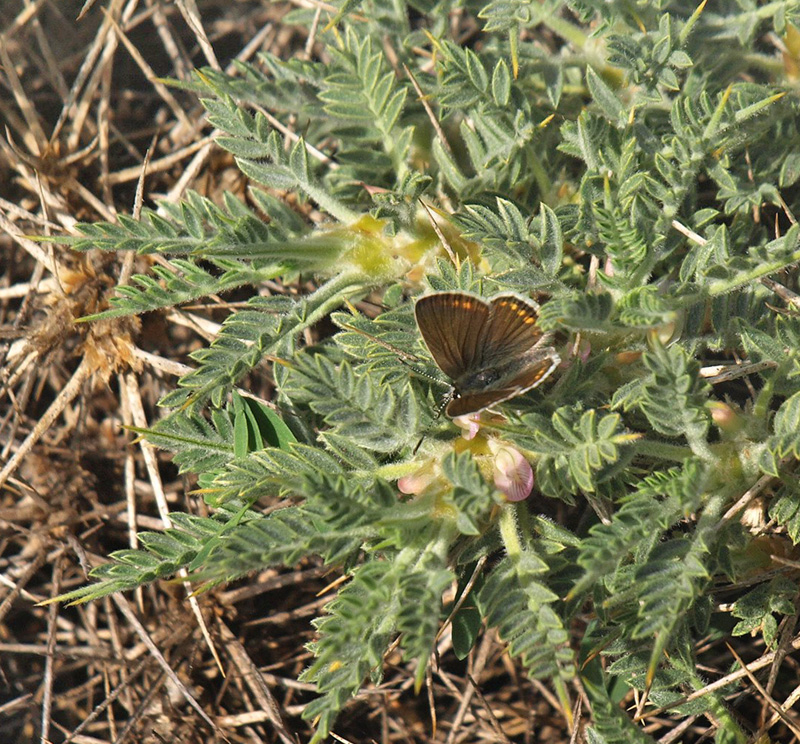 Kreta Blfugl, Kretania psylorita. Ideon Andron (1400-1500 m), Nida Plateau, Psiloritis, prov. Mylopotamos, Kreta, Grkenland.  d. 27 maj 2021. Fotograf; Emil Bjerregrd