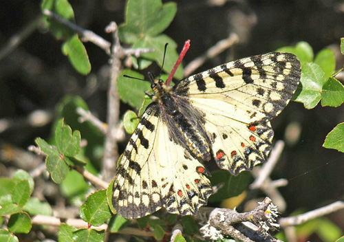 Kreta-Guirlandesommerfugl, Zerynthia cretica. Gola di Imbros (750 m), prov. Sfkia, Kreta, Grkenland d. 23 maj - 2021. Fotograf; Emil Bjerregrd