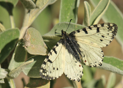 Kreta-Guirlandesommerfugl, Zerynthia cretica. Gola di Imbros (750 m), prov. Sfkia, Kreta, Grkenland d. 23 maj - 2021. Fotograf; Emil Bjerregrd