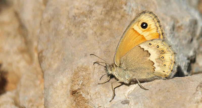 Kreta Okkergul Randje, Coenonympha thyrsis. Gola di Imbros (750 m), prov. Sfkia, Kreta, Grkenland d. 23 maj - 2021. Fotograf; Emil Bjerregrd