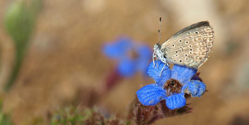 Orientalsk Grsblfugl, Zizeeria karsandra. Timpki, prov. Pyrgiotissa, Kreta, Grkenland d. 25 maj 2021. Fotograf; Emil Bjerregrd