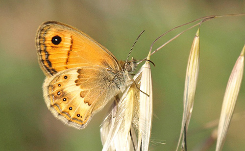 Kreta Okkergul Randje, Coenonympha thyrsis. Arkadi (500 m), prov. Rethymno, Kreta, Grkenland d. 25 maj - 2021. Fotograf; Emil Bjerregrd