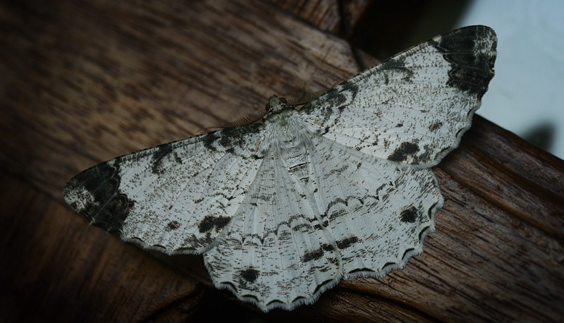 Boarmia sp. Geometridae. Coroico, Yungas, Bolivia d. 25 januar 2007. Photographer Lars Andersen