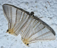 Phrygionis platinata. Coroico, Yungas, Bolivia. d. 19 januar 2006. Fotograf: Lars Andersen