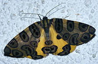 Pantherodes pardalaria. Coroico, Yungas, Bolivia. d. 19 januar 2006. Fotograf: Lars Andersen