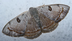 Mother of Pearl,Argyrotome mira.  Coroico, Yungas, Bolivia. d. 19 januar 2006. Fotograf: Lars Andersen