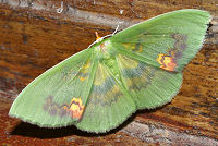 Coroico, Yungas, Bolivia. d. 19 januar 2006. Fotograf: Lars Andersen