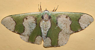 Oospila albicoma. Coroico, Yungas, Bolivia. d. 21 januar 2006. Fotograf: Lars Andersen