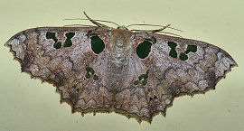 Trygodes amphion. Coroico, Yungas, Bolivia. d. 27 januar 2006. Fotograf: Lars Andersen