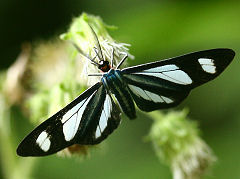 Metastatia pyrrhorhoea Hübner 1827. Coroico, Yungas, Bolivia. d. 2 februar 2006. Fotograf: Lars Andersen