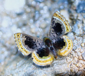 Thies is a undiscovery species! Caranavi, Yungas, Bolivia. february 2006. Photographer: Ib Kreutzer