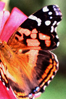 Banded Lady, Vanessa myrinna. Coroico, Yungas, Bolivia januar 2006.