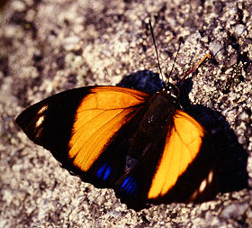 Agrias amydon boliviensis (Fruhstorfer, 1895). Coroico, Yungas, Bolivia. februar 2006. Fotograf: Ib Kreutzer