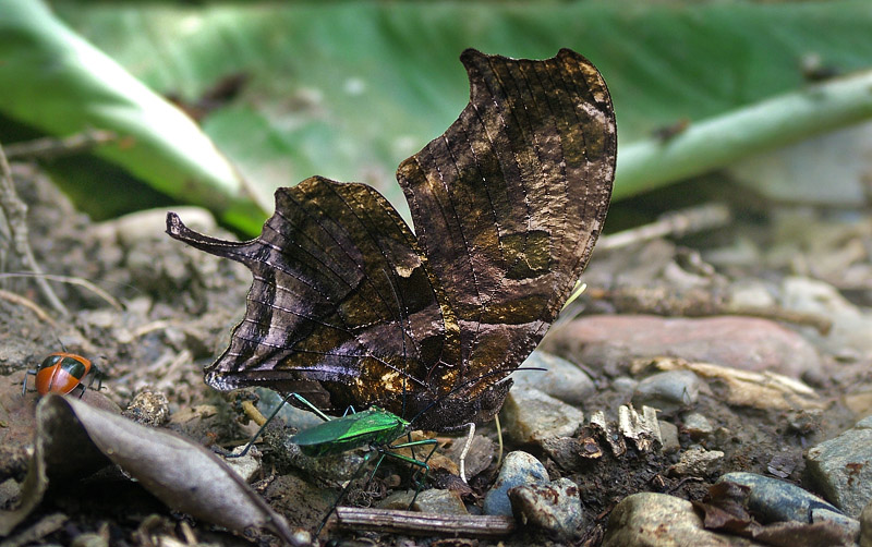 Tiger Leafwing, Consul fabius quadridentatus (Butler, 1874). Caranavi, Yungas. d. 3 february 2006. Photographer: Lars Andersen