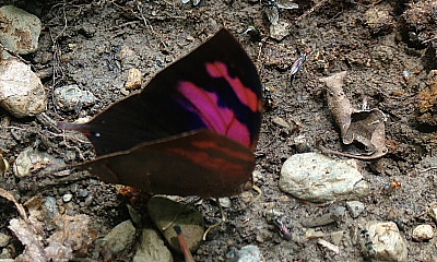 Caranavi, Yungas, Bolivia. d. 2 February 2006. Photographer: Lars Andersen