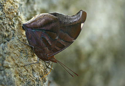 Tocana, Yungas, Bolivia. d. 20 januar 2006. Fotograf: Lars Andersen