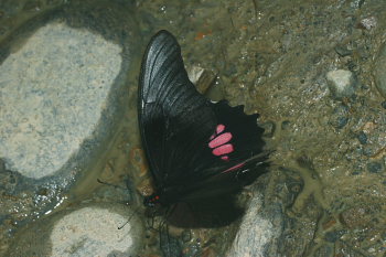 Papilio anchisiades. Tocana, Yungas, Bolivia d. 22 januar 2006. Fotograf: Lars Andersen