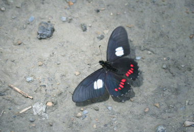 Tocana, Yungas, Bolivia d. 24 januar 2006. Fotograf: Lars Andersen