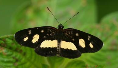 Yolosa, Yungas, Bolivia. januar 2006. Fotograf: Lars Andersen