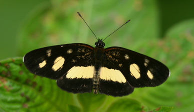 Yolosa, Yungas, Bolivia.  januar 2006. Fotograf: Lars Andersen