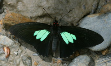 Rio Broncini, Yungas, Bolivia d. 28 januar 2006. Fotograf: Lars Andersen