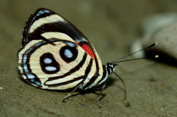 Caranavi, Yungas, Bolivia. February 2006. Photographer: Lars Andersen