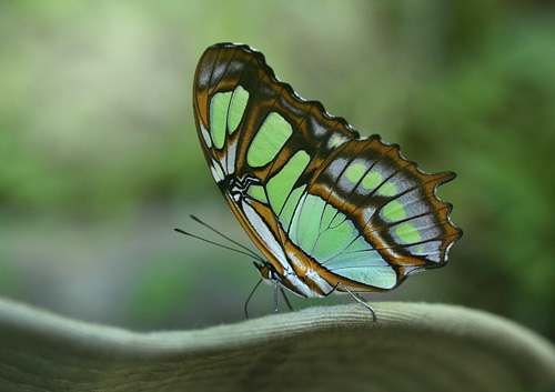 Malachite, Siproeta stelenes. Caranavi, Yungas, Bolivia. d. 30 januar 2006. Fotograf: Lars Andersen