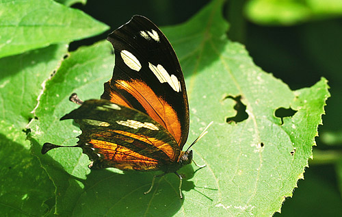 Tiger Leafwing, Consul fabius quadridentatus (Butler, 1874). Caranavi, Yungas. d. 1 february 2006. Photographer: Lars Andersen