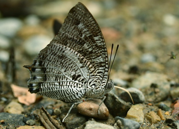 Polygrapha cyanea. Yolosa, Yungas, Bolivia.  januar 2006. Fotograf: Lars Andersen