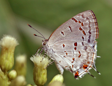 Ministrymon cf. fostera. Caranavi, Yungas, Bolivia. d. 5 februar 2006. Fotograf: Lars Andersen