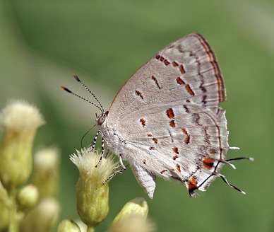 Ministrymon cf. fostera. Caranavi, Yungas, Bolivia. d. 5 februar 2006. Fotograf: Lars Andersen