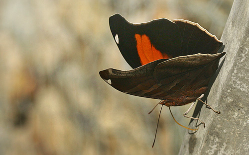 Rio Broncini, Yungas, Bolivia. d. 7 februar 2006. Fotograf: Lars Andersen