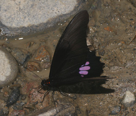 Papilio anchisiades. Tocana, Yungas, Bolivia d. 22 januar 2006. Fotograf: Lars Andersen