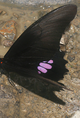 Papilio anchisiades. Tocana, Yungas, Bolivia d. 22 januar 2006. Fotograf: Lars Andersen