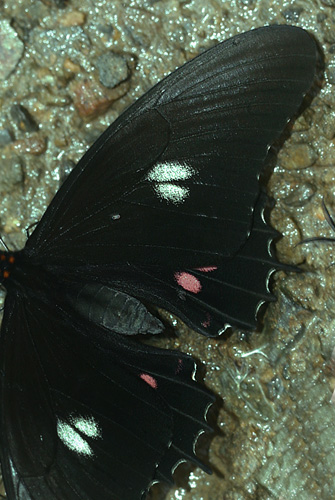 Papilio isidorus. Rio Broncini, Yungas, Bolivia d. 2 februar 2006. Fotograf: Lars Andersen