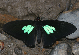 Parides sesostris. Rio Broncini, Yungas, Bolivia d. 28 januar 2006. Fotograf: Lars Andersen