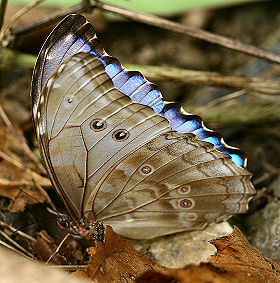 Morpho godarti, (Guerin, 1829). Caranavi, Yungas, Bolivia. d. 1 februar 2006. Fotograf: Lars Andersen